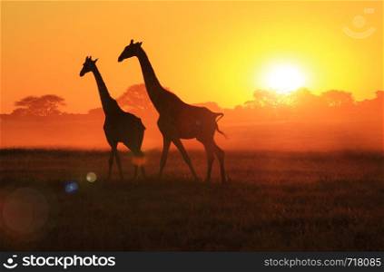 Giraffe Gallop through Sunset Skies