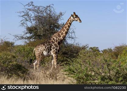 Giraffe (Giraffa camelopardalis). An African even-toed ungulate mammal, the tallest living terrestrial animal and the largest ruminant. Savuti region of Botswana, Africa.