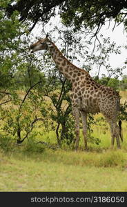 Giraffe (Giraffa camelopardalis) eating leaves in a forest, Okavango Delta, Botswana
