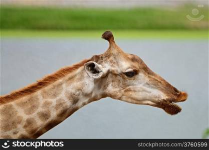 Giraffe (Giraffa camelopardalis), head profile