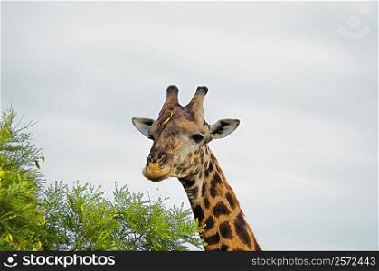 Giraffe (Giraffa camelopardalis) in a forest, Kruger National Park, Mpumalanga Province, South Africa