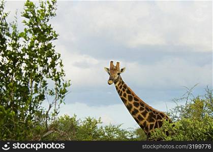 Giraffe (Giraffa camelopardalis) in a forest, Motswari Game Reserve, South Africa