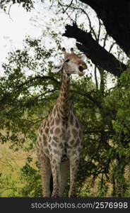 Giraffe (Giraffa camelopardalis) in a forest, Okavango Delta, Botswana