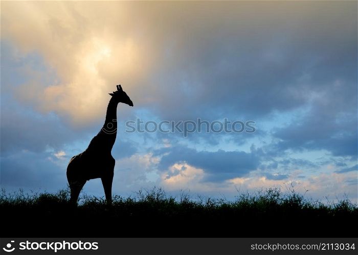 Giraffe (Giraffa camelopardalis) silhouetted against a cloudy sky, Kalahari desert, South Africa