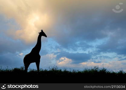 Giraffe (Giraffa camelopardalis) silhouetted against a cloudy sky, Kalahari desert, South Africa