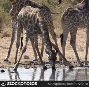 Giraffe (Giraffa camelopardalis) taking a drink at a waterhole in Etosha National Park in Namibia