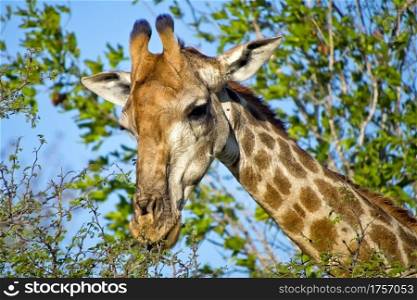 Giraffe, Giraffa camelopardis, Kruger National Park, South Africa, Africa