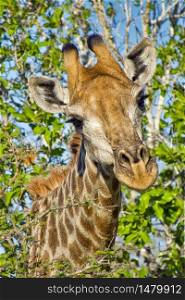 Giraffe, Giraffa camelopardis, Kruger National Park, South Africa, Africa. Alberto Carrera
