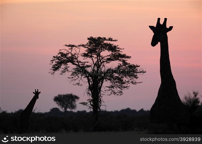 Giraffe (Giraffa camelopardlis) at dusk in the Savuti area of Botswana