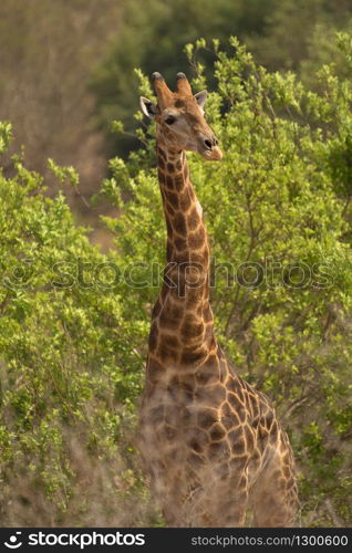 Giraffe, Giraffa Kruger National Park, South Africa