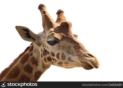 giraffe head a over white back ground