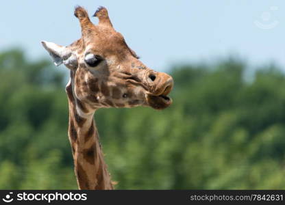 Giraffe head, blowing insect away