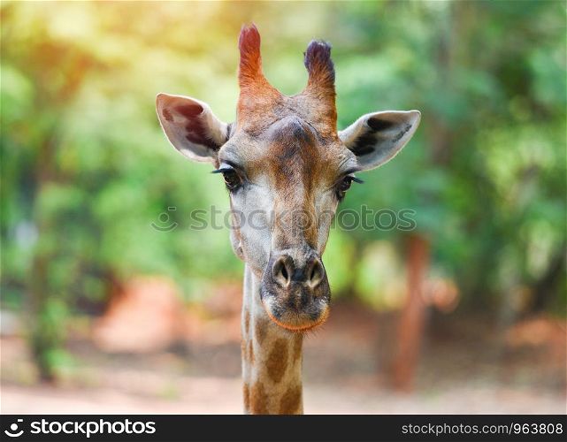 Giraffe head / Close up of a giraffe in front and nature green tree background in the national park