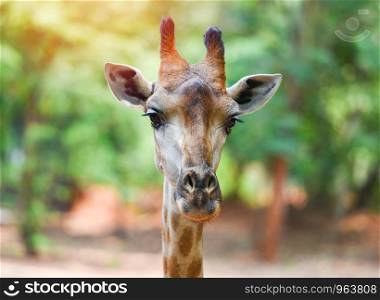 Giraffe head / Close up of a giraffe in front and nature green tree background in the national park
