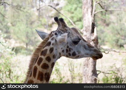 Giraffe head in a park in Mombasa, Kenya