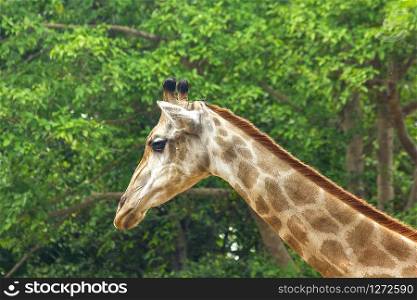 Giraffe head In the zoo walking