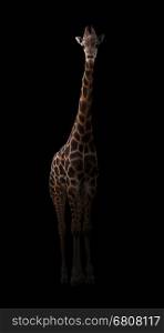 giraffe hiding in the dark with spotlight