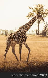 Giraffe in Africa