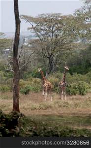 Giraffe in Kenya