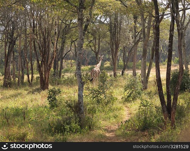 Giraffe in Kenya Africa