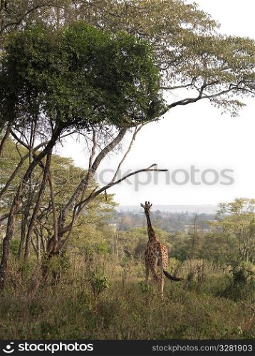 Giraffe in Kenya Africa