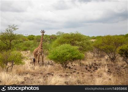 Giraffe in Kenya, safari trip