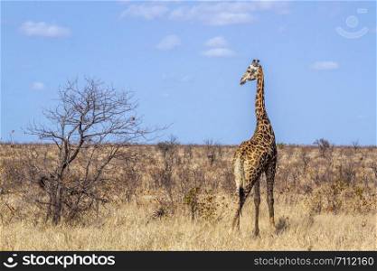 Giraffe in Kruger National park, South Africa ; Specie Giraffa camelopardalis family of Giraffidae. Giraffe in Kruger National park, South Africa