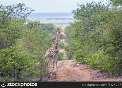 Giraffe in Kruger national park, South Africa ; Specie Giraffa camelopardalis family of Giraffidae. Giraffe in Kruger National park, South Africa