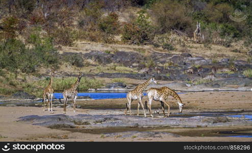 Giraffe in Kruger National park, South Africa ; Specie Giraffa camelopardalis family of Giraffidae. Giraffe in Kruger National park, South Africa