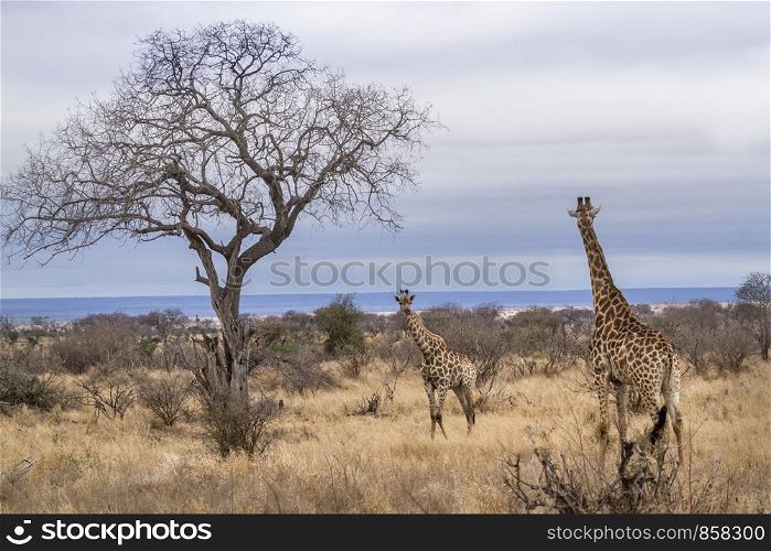 Giraffe in Kruger National park, South Africa ; Specie Giraffa camelopardalis family of Giraffidae. Giraffe in Kruger National park, South Africa