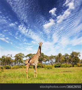 giraffe in savannah