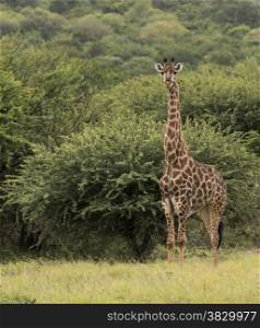 giraffe in south africa on safari national kruger park
