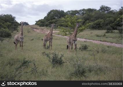 giraffe in south africa on safari national kruger park
