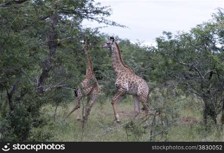 giraffe in south africa on safari national kruger park running away