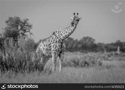Giraffe in the grass in black and white in the Okavango delta, Botswana.