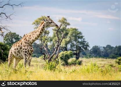 Giraffe in the grass in the Okavango delta, Botswana.