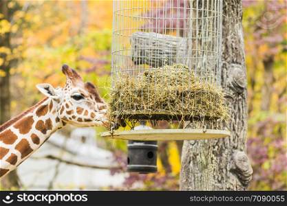 Giraffe in the outdoors during summer