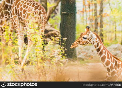 Giraffe in the outdoors during summer