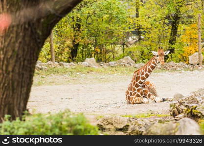 Giraffe in the outdoors during summer