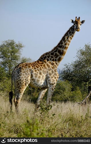 Giraffe in the wild