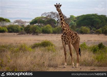 Giraffe is standing and watching in the savannah of Kenya