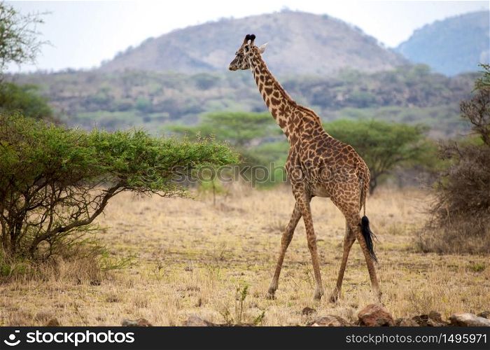 Giraffe is walking between the bushes in the savannah of Kenya