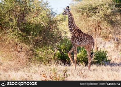 Giraffe is walking through the bush of Kenya
