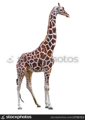 Giraffe isolated.