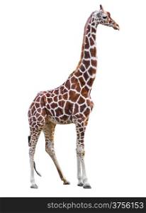 Giraffe isolated.