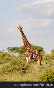 Giraffe isolated in Tsavo East Park Kenya