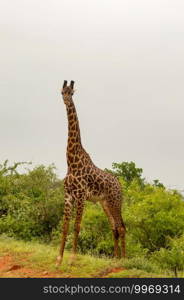 Giraffe isolated in Tsavo East Park Kenya