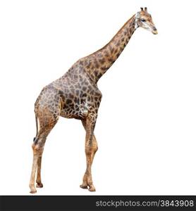 giraffe isolated on white background
