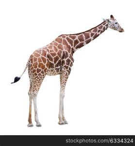 Giraffe isolated on white. Giraffe isolated on white background