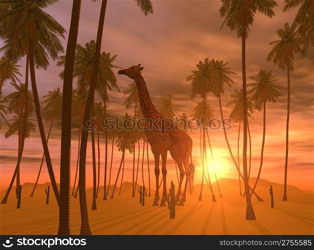 Giraffe on a background of the coming sun and palm trees